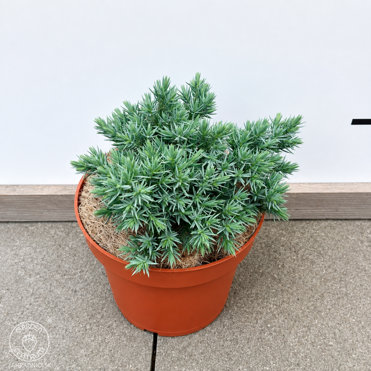 Obrázok Borievka šupinatá (Juniperus squamata) ´BLUE STAR´ - ∅ 10-15 cm, kont. C3L